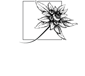 Edelweiss Studio